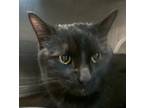 Adopt Rainy a Domestic Shorthair / Mixed cat in Sheboygan, WI (33680013)