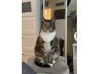 Adopt Bella a Tortoiseshell Domestic Mediumhair / Mixed (medium coat) cat in
