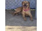 Adopt Dundee A Brown/Chocolate Black Mouth Cur / Hound (Unknown Type) / Mixed
