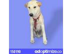 Adopt Bowie Seized 5 A White - With Tan, Yellow Or Fawn Shar Pei / Mixed Dog In