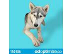 Adopt Ben Seized 1 A Gray/Silver/Salt & Pepper - With Black Husky / Mixed Dog In