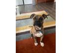 Adopt Stanley a Brindle - with White Boxer / Mixed dog in Fort Collins