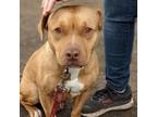 Adopt Spike a Tan/Yellow/Fawn American Pit Bull Terrier / Mixed dog in Oakland