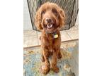 Adopt Tate a Brown/Chocolate Goldendoodle / Mixed dog in St Petersburg