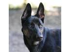 Adopt Jack a Black Mixed Breed (Large) / Mixed Breed (Large) / Mixed dog in