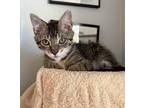 Adopt Sophie P a Brown Tabby Domestic Mediumhair / Mixed cat in Plano