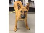 Adopt FLASH a Tan/Yellow/Fawn - with Black German Shepherd Dog / Mixed dog in