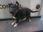 Adopt CARRIE a Black German Shepherd Dog / Mixed dog in Fairfield, CA (33679660)
