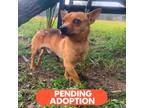Adopt Stewart a Tan/Yellow/Fawn Corgi dog in Marlton, NJ (33679631)