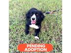Adopt HOPE (DESTINY) a Black - with White Border Collie dog in Marlton
