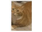 Adopt Minnie a Orange or Red (Mostly) Domestic Shorthair (short coat) cat in