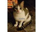 Adopt Catalina a Brown Tabby Domestic Shorthair (short coat) cat in Virginia