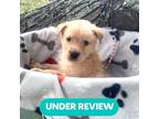 Adopt Peet (Niro) a Tan/Yellow/Fawn Golden Retriever dog in Marlton