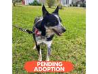 Adopt Faith (Dakota) a Black - with White Border Collie dog in Marlton