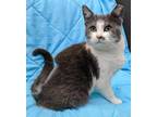 Adopt Spot a White Domestic Shorthair / Domestic Shorthair / Mixed cat in