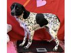 Adopt Rio a White Pointer / Australian Shepherd / Mixed dog in Chester Springs