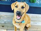 Adopt Scooby a Tan/Yellow/Fawn - with Black German Shepherd Dog / American Pit