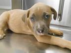 Adopt IVY a Labrador Retriever / Pit Bull Terrier / Mixed dog in Tustin