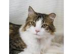 Adopt Hogie aka Ham a Brown or Chocolate Domestic Mediumhair / Mixed cat in