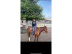 Trail horse for LEASE