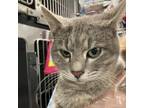 Adopt Pongo a Gray or Blue Domestic Shorthair / Mixed cat in Staten Island