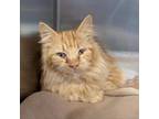 Adopt Buttercup a Orange or Red Domestic Longhair / Mixed cat in Staten Island