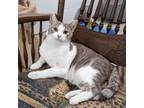 Adopt Ming Ming a Gray or Blue Domestic Shorthair / Mixed cat in Staten Island