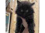 Adopt Robin a All Black Domestic Longhair / Mixed cat in American Fork