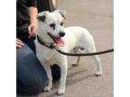 Adopt Wendell a White - with Tan, Yellow or Fawn Jack Russell Terrier / Mixed