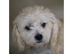 Adopt SOPHIA/SOPHI a White - with Tan, Yellow or Fawn Terrier (Unknown Type