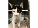 Adopt Fran a White Domestic Shorthair / Mixed cat in Richmond, IN (33679211)