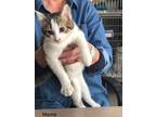 Adopt Meme a White (Mostly) Domestic Shorthair / Mixed cat in Richmond