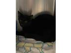 Adopt BARRY ALLEN a All Black Domestic Shorthair / Mixed (short coat) cat in