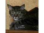 Adopt Donavan A Gray, Blue Or Silver Tabby Domestic Shorthair (short Coat) Cat
