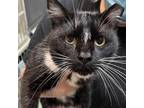 Adopt Billy a All Black Domestic Shorthair / Mixed cat in Morgan Hill