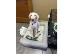 Adopt Hank a White Labrador Retriever / Great Dane dog in Anoka, MN (33679181)