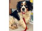 Adopt Karma a White Cavalier King Charles Spaniel / Mixed dog in Chester