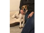 Adopt Ned A White - With Tan, Yellow Or Fawn Feist / Hound (Unknown Type) Dog In
