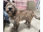 Adopt Scruffy a Brown/Chocolate Giant Schnauzer dog in Irwin, PA (33679172)