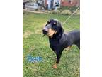 Adopt Beth a Black and Tan Coonhound / Mixed dog in Irwin, PA (33679170)