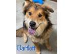 Adopt Bartlett a Brown/Chocolate Chow Chow / Collie / Mixed dog in
