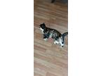 Adopt Callie a Tortoiseshell Domestic Shorthair / Mixed (short coat) cat in