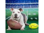 Adopt HAYWOOD a White - with Gray or Silver American Pit Bull Terrier / Mixed
