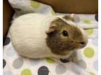 Adopt Hazel A White Guinea Pig / Guinea Pig / Mixed Small Animal In Oshkosh