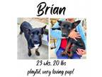 Adopt Brian a Terrier (Unknown Type, Medium) / Mixed dog in Calverton