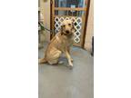 Adopt Ace a Labrador Retriever / Mixed dog in Calverton, NY (33678842)