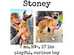 Adopt Stoney a Shepherd (Unknown Type) / Terrier (Unknown Type