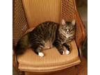 Adopt Maynard a Tiger Striped Domestic Mediumhair / Mixed (medium coat) cat in