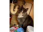 Adopt Lily a Gray or Blue (Mostly) Domestic Longhair / Mixed cat in Richmond
