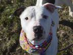 Adopt PRINCESS a White - with Black American Pit Bull Terrier / Mixed dog in